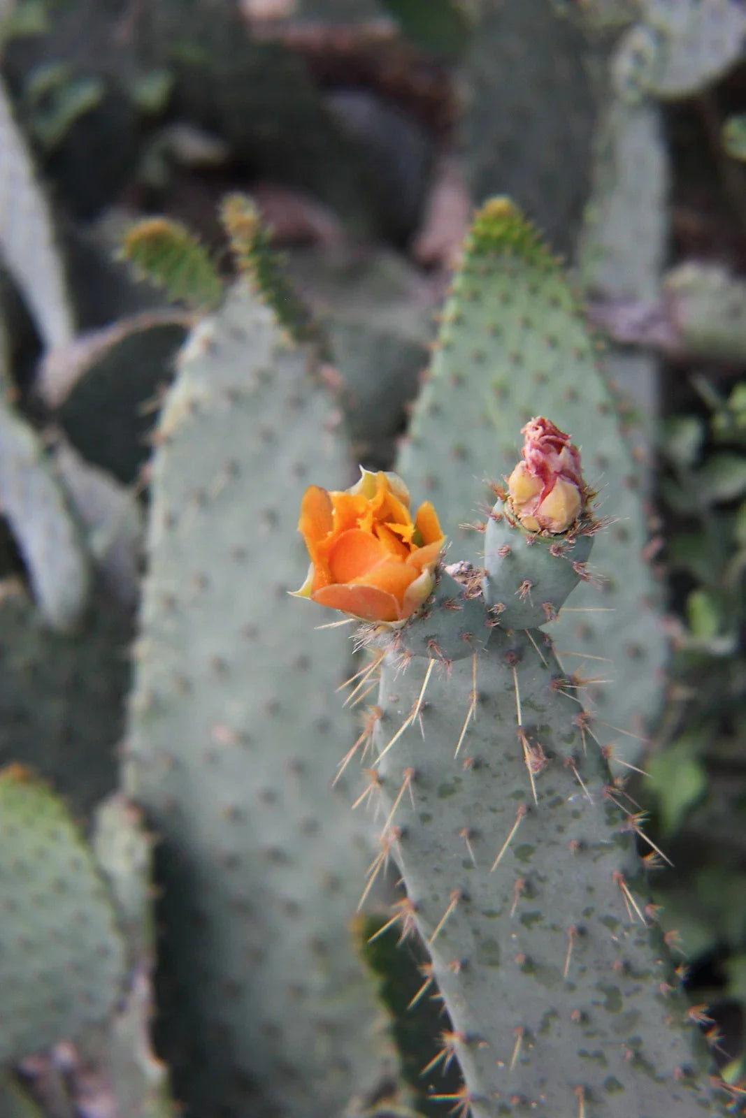 Cow's Tongue Cactus Pad Cutting - Opuntia liguiformis Hardy Succulent for Indoor & Outdoor Gardening