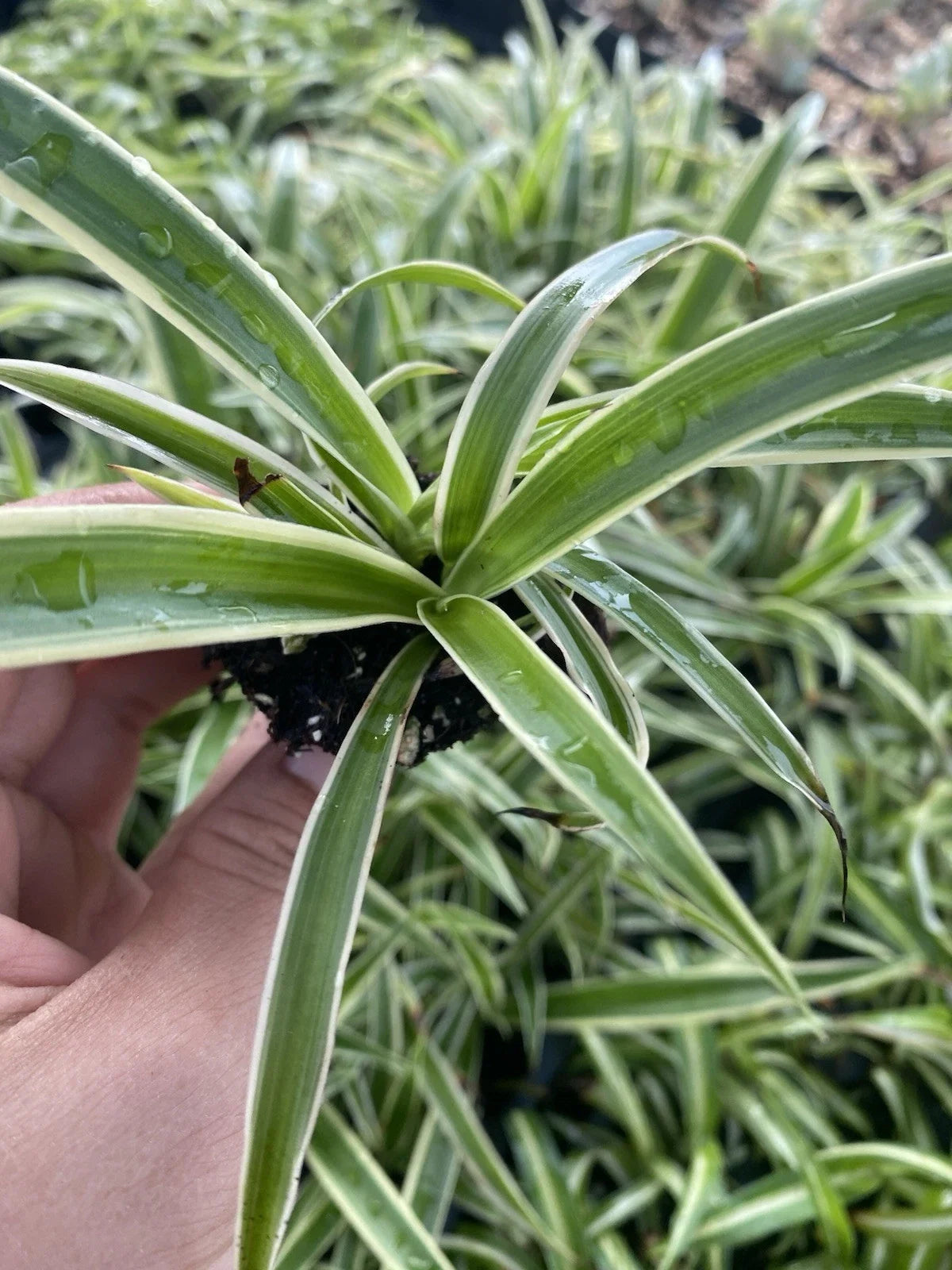 Zebra Spider Plant Plug - Variegated Green & White Chlorophytum comosum - Easy Care Indoor Houseplant