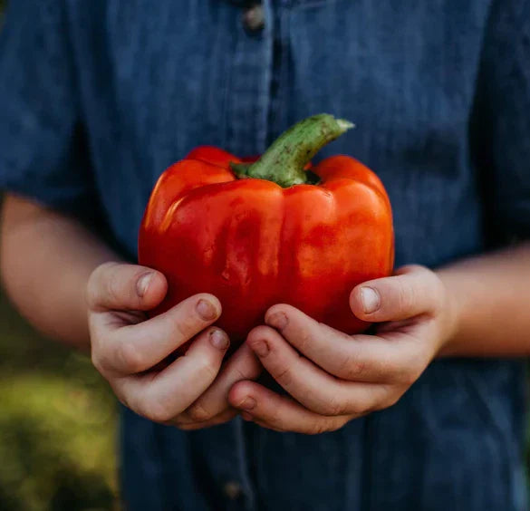 Giant Red Bell Pepper Seeds - 30+ Organic Heirloom Non-GMO Capsicum annuum
