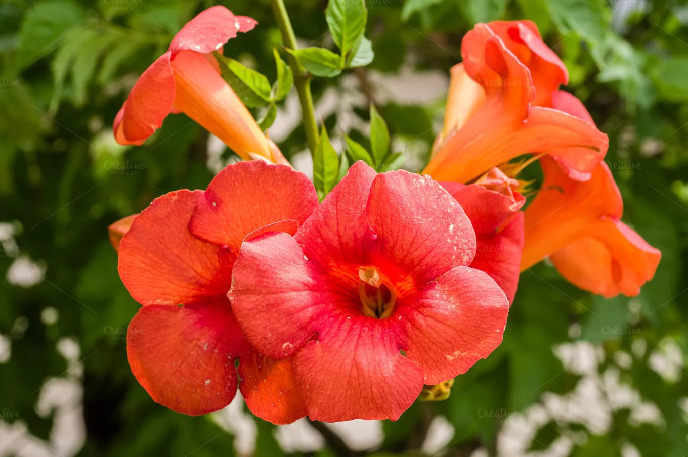 Orange Trumpet Vine Cuttings Set of 12 | Campsis radicans Climbing Hummingbird Vine | Easy to Root