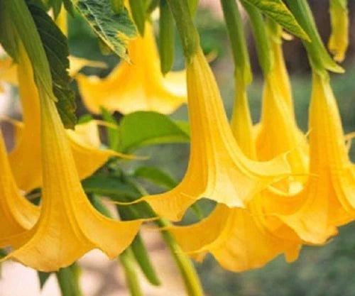 Yellow Angel Trumpet Seeds - 10 Fragrant Tropical Brugmansia spp. for Garden Planting