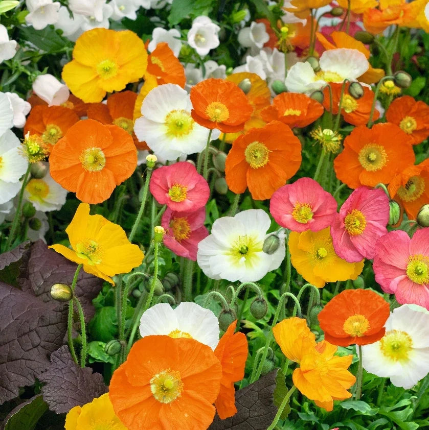 Iceland Poppy Seeds - Non-GMO Mix for Spring & Summer Blooms - Papaver nudicaule, 2000 Seeds