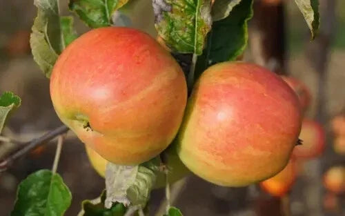 Bardsey Apple Seeds - Heirloom Fruit Seeds for Garden Planting - Malus domestica, 25+ Premium Seeds, USA Shipping