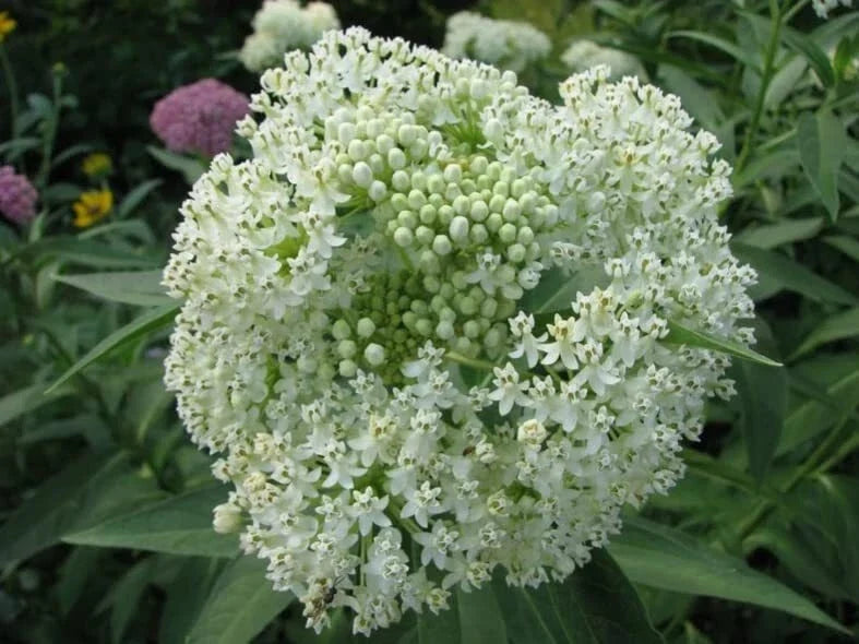 White Swamp Milkweed Seeds - Native Plant for Pollinators, Attracts Butterflies, Asclepias incarnata, 100 Seeds