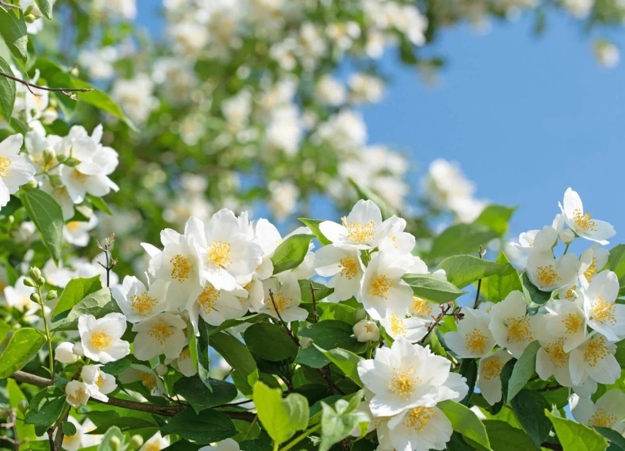 Mock Orange Live Plant - 8-12 Inches Tall - Fragrant White Flowers - Philadelphus coronarius - Zones 4-8, No Pot