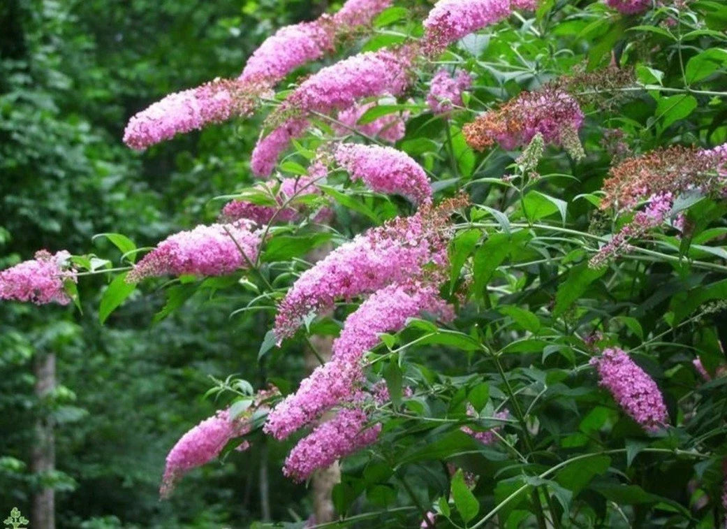 Butterfly Bush Plant - Bicolor Variety - Buddleja davidii - Starter Bareroot, Pink Flowers, Attracts Butterflies