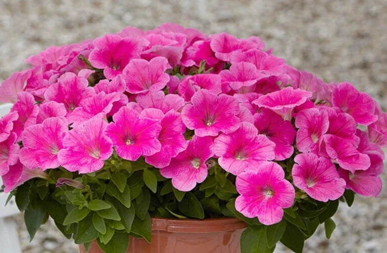Petunia Seeds, Pelleted, Easy Wave Pink Cosmo, Petunia × hybrida, Annual Flower for Garden, Container & Hanging Baskets