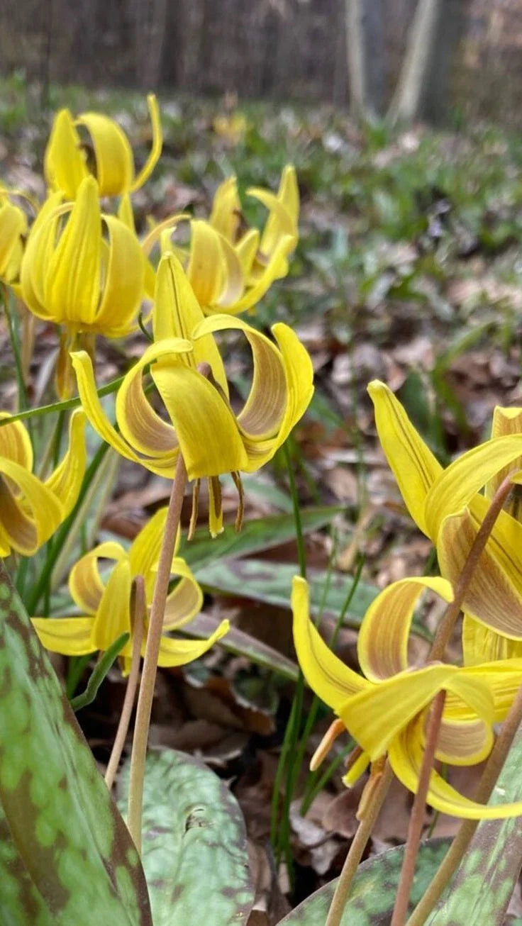 Trout Lily Bulbs | Erythronium Americanum | Yellow Flowers with Bronze Exterior | Mottled Leaves | Spring Blooming
