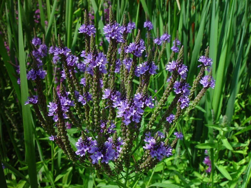 Blue Flower Vervain Seeds - Perennial Verbena hastata for Wetlands & Gardens - 335 Seeds