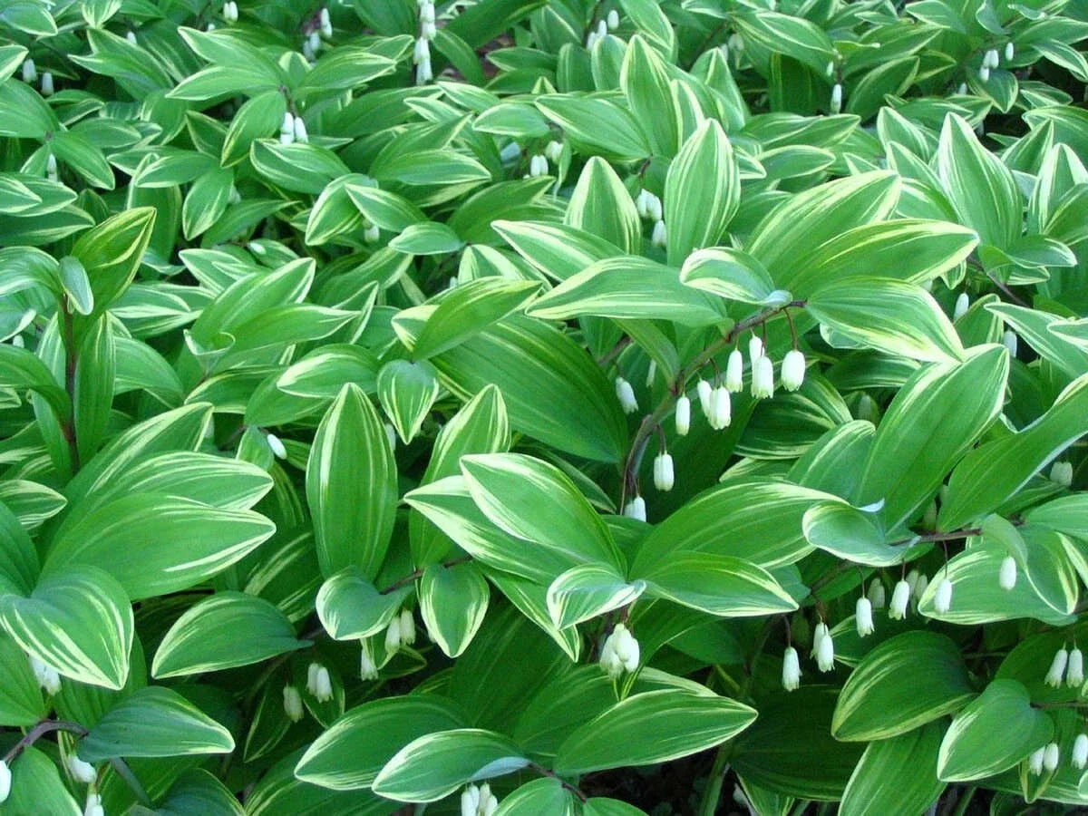 Solomon's Seal Starter Plants - Variegated Leaves - 5 Bare-Root Rhizomes - Polygonatum biflorum Perennial