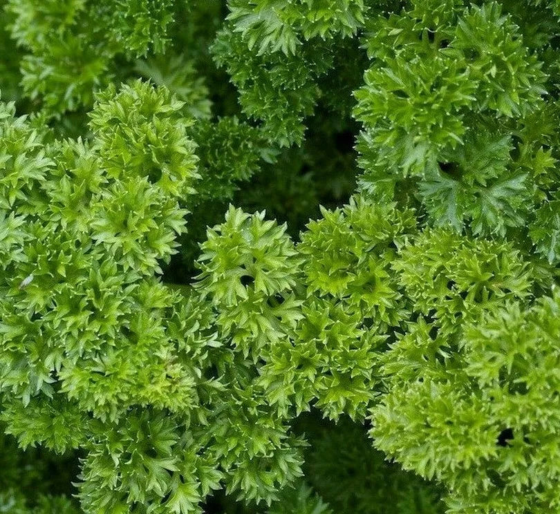 Parsley Seeds 500+ Moss Curled | Petroselinum crispum Culinary Herb