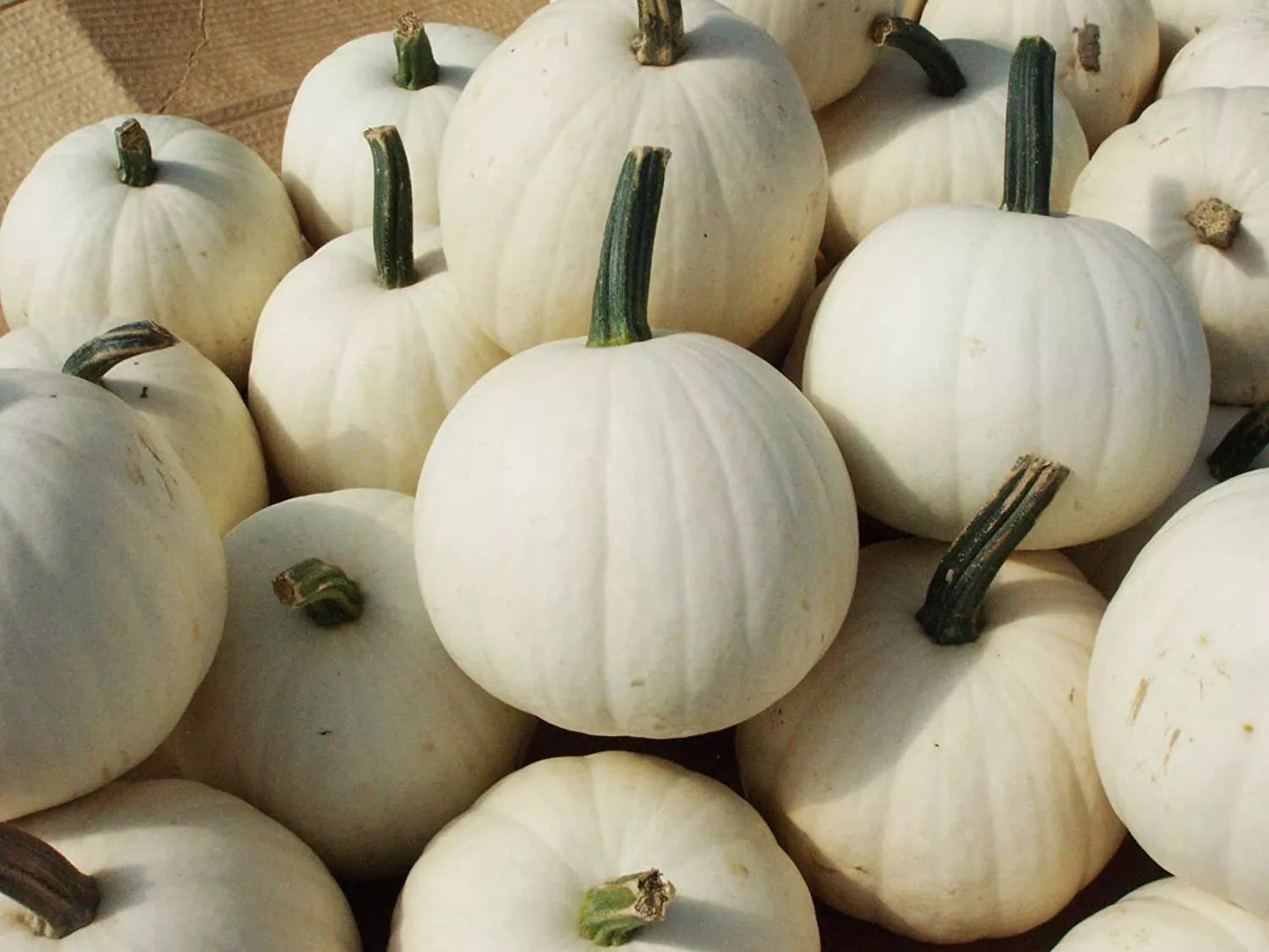 Snowball Pumpkin Seeds 10 Pack White Cucurbita pepo for Planting, Decorative & Culinary Use