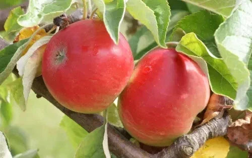 Akane Apple Seeds - 25+ Pack for Gardening, Malus domestica, Non-GMO, Heirloom, Fruit Tree Seeds for Home Garden Planting