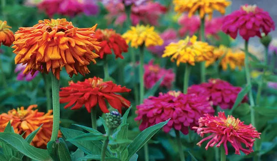 Cactus Giant Zinnia Seeds - 115 Seeds - Zinnia elegans - GroCo USA