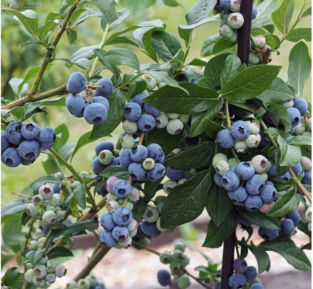 Highbush Blueberry Seeds 30++ Organic Vaccinium sect. Cyanococcus Heirloom for Home Garden & Pollinator Attracting