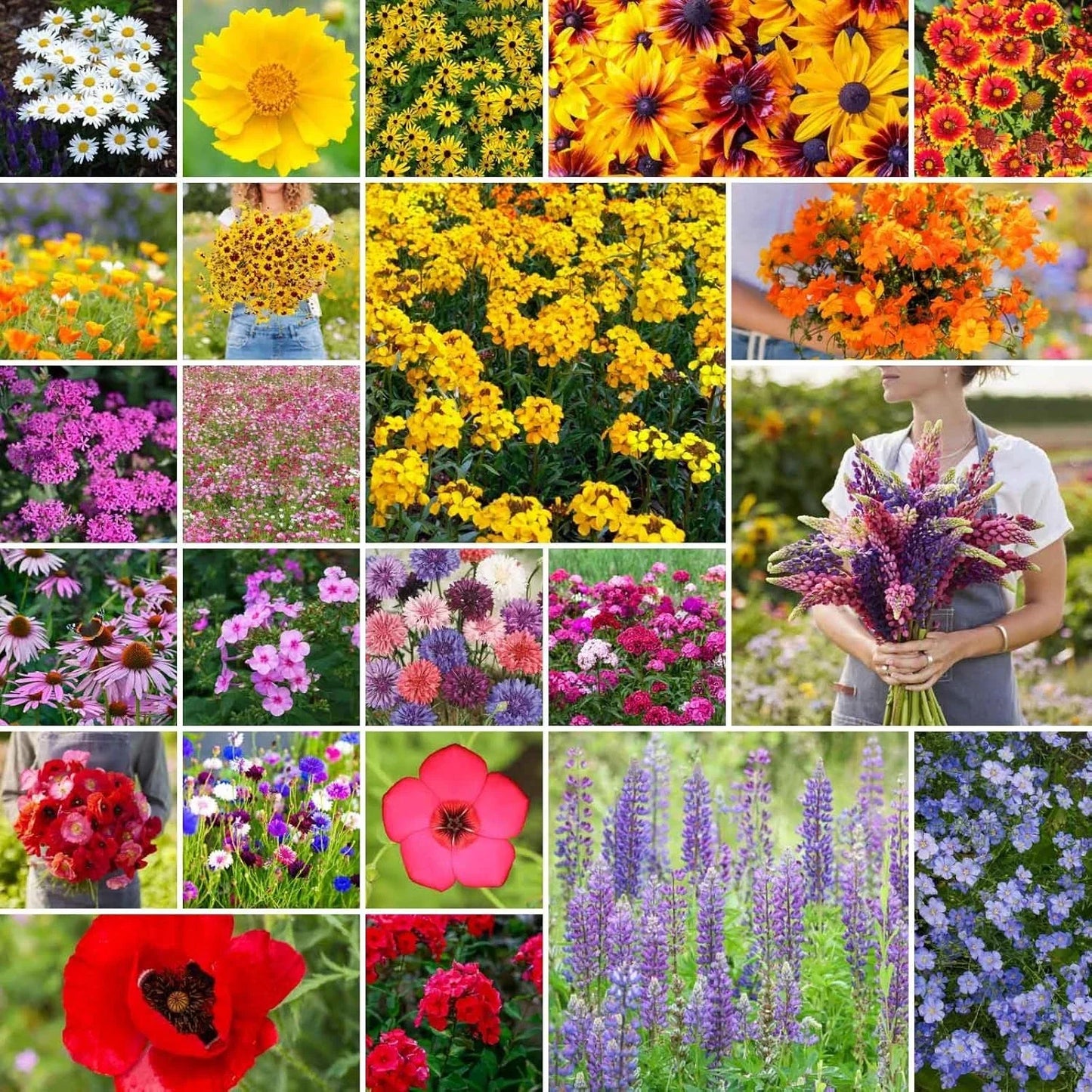 Northeast Wildflower Mixed Seeds - 1/4 lb, 120,000+ Native Pollinator Friendly Seeds