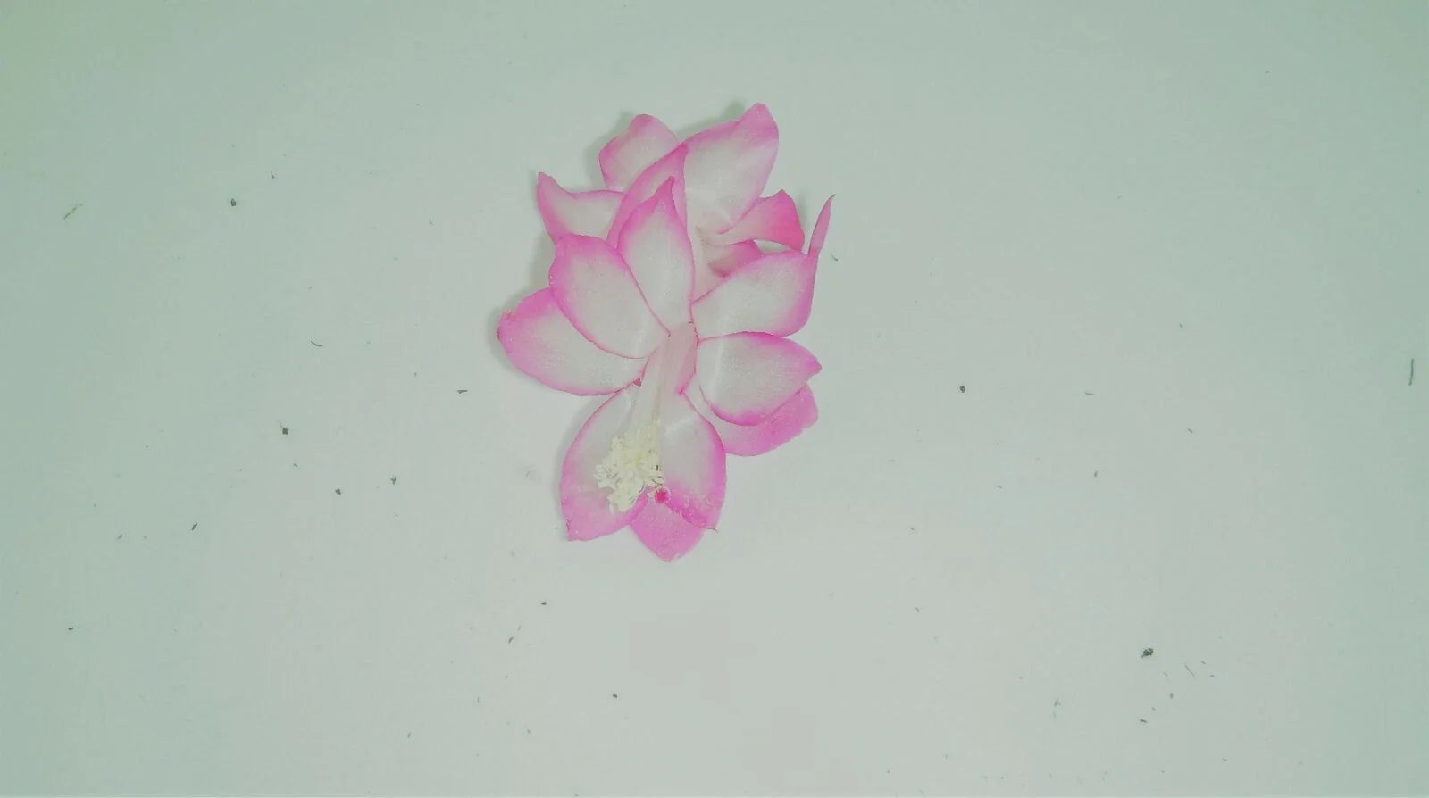 Christmas Cactus Starter Plant Pink Pearl Schlumbergera Truncata Well-Rooted Indoor Houseplant