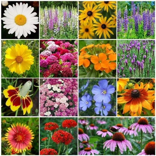 All Perennial Wildflower Mix - 15 Species Variety Packet for Easy Growing