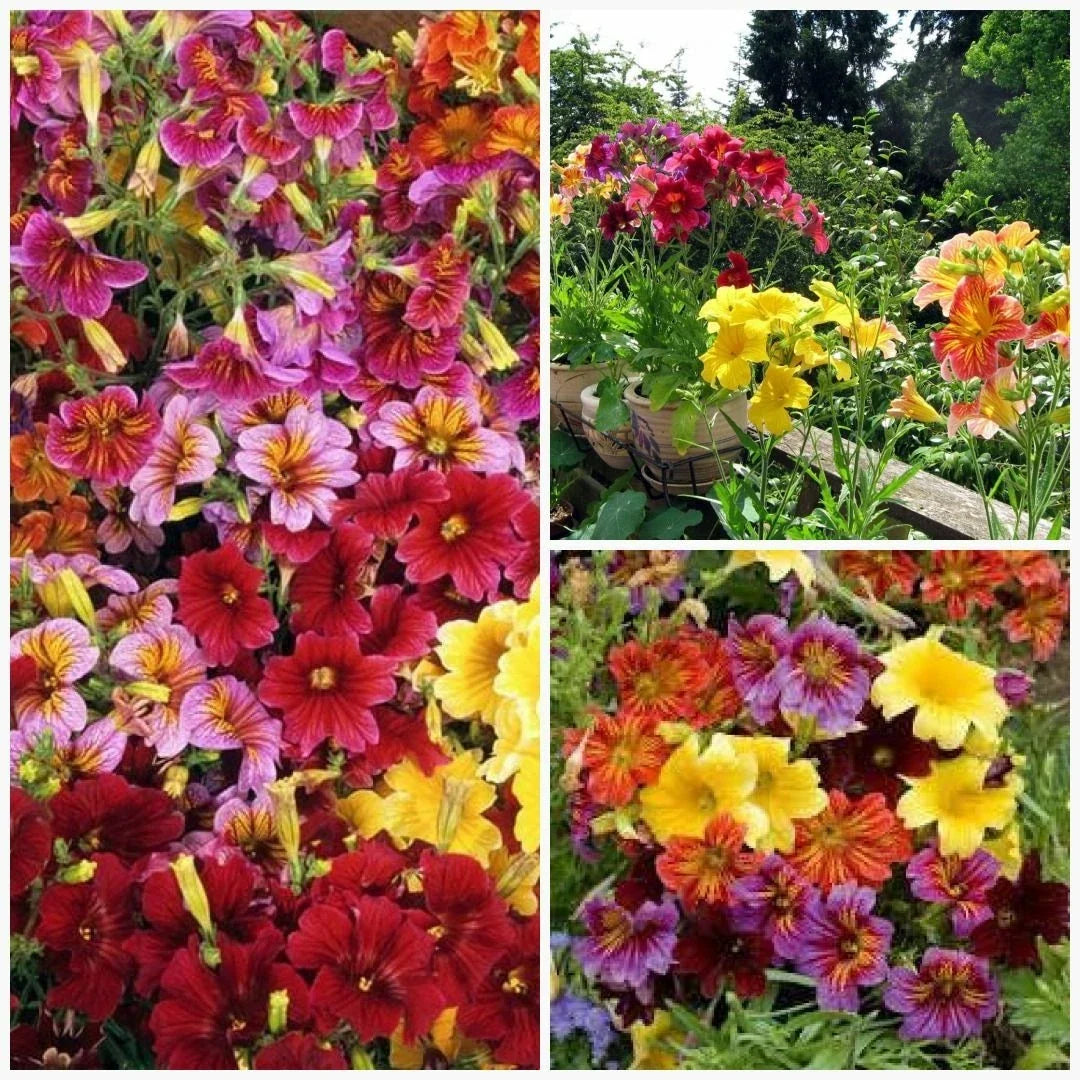 Painted Tongue Mix Seeds - Fast Growing Annual Flowers for Sun & Shade Gardens, Containers & Cut Flowers - Salpiglossis sinuata