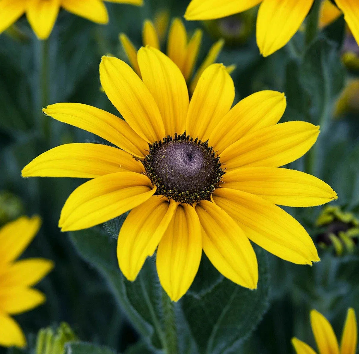 Black Eyed Susan Flower Seeds - 2000+ Perennial Rudbeckia hirta for Bee & Butterfly Gardens