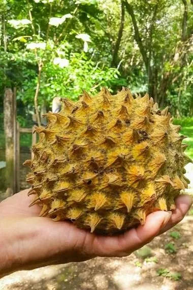 Soncoya Fruit Tree Seeds – Annona purpurea – Tropical Fruit Planting Seeds for Garden or Orchard – 5 Seeds