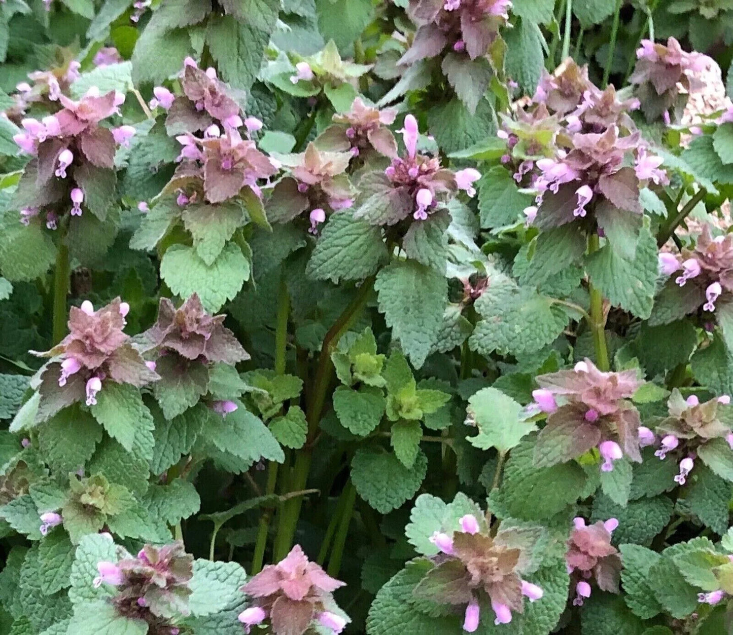 Organic Purple Dead Nettle Seeds 50+5 Free Lamium purpureum for Garden, Wildflower, Pollinator Attractant