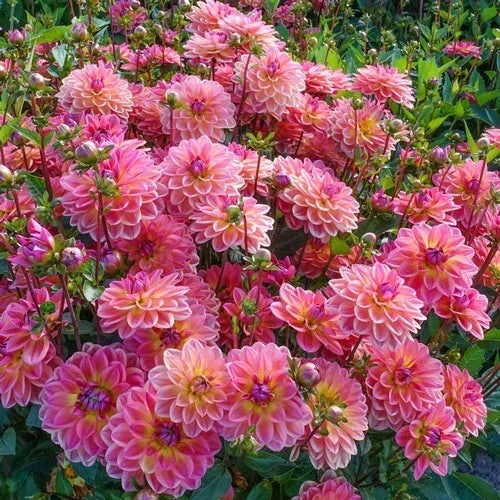 Pacific View Dahlia Seeds – Flowering Perennial, Dahlia pinnata, Vibrant Blooms, Garden, Border, Container, US Seller