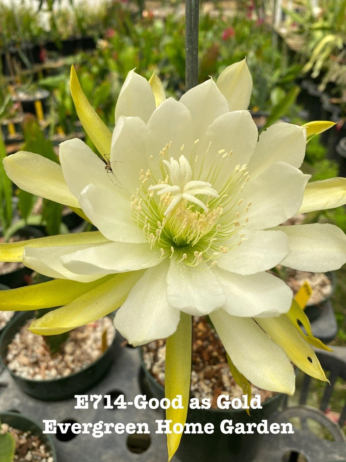 Epiphyllum Orchid Cactus Plant "Good As Gold" in 4" Pot | Rooted Succulent for Indoor Garden | Epiphyllum spp.