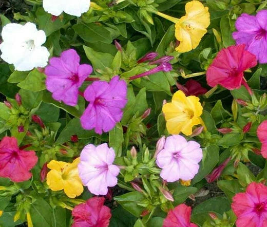 Four O'Clock Flower Seeds - Mirabilis jalapa, Pink, Yellow, White, Fresh Seed Packet