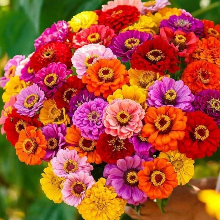 Zinnia Seeds California Giant Mix Non-GMO Flower Seeds for Garden, Borders, Containers, 100+ Seeds