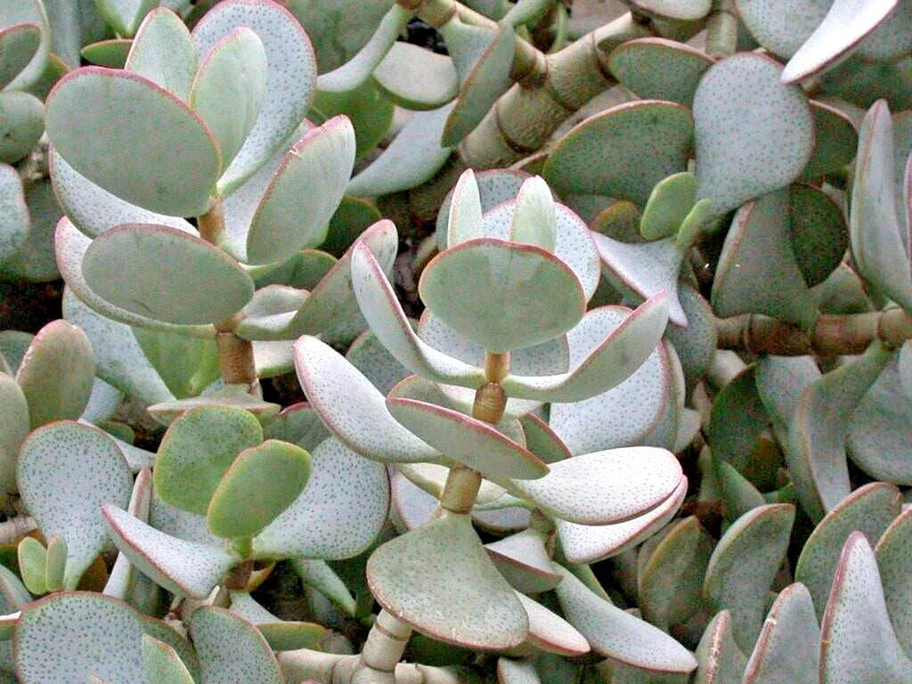Succulent Cuttings 3-Pack Silver Dollar Jade Crassula Arborescens Blue-Grey Foliage Unrooted Plants