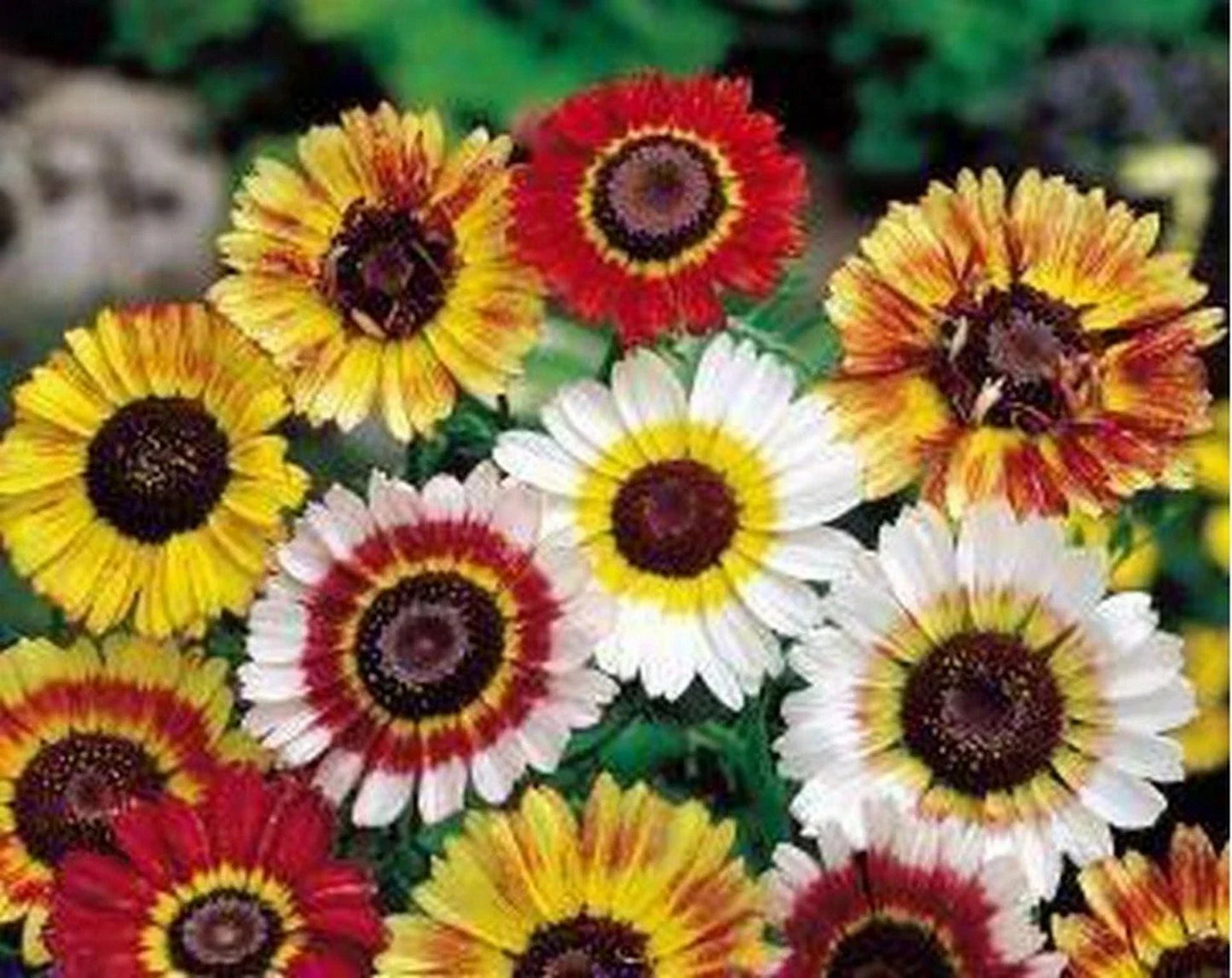 Painted Daisy Seeds - Tricolor Chrysanthemum carinatum, Easy to Grow, Vibrant Blooms, Pollinator Attractant, Various Sizes