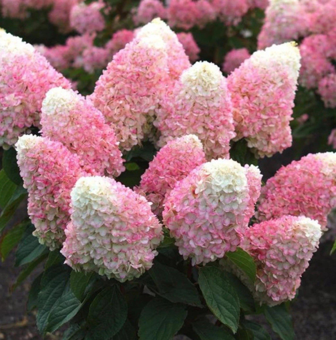 Pink Shades Hydrangea Starter Plant - Hydrangea macrophylla in 4-inch pot, Vibrant Pink Blooms, Well-Rooted, Garden or Container Plant