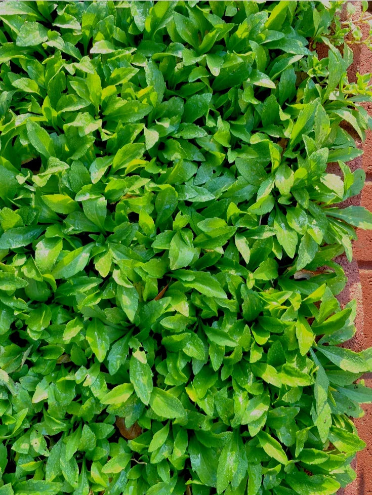 Organic Indian Aster Bare Root Plants - Kalimeris indica Herb for Gardens & Landscaping, 30+ Plants