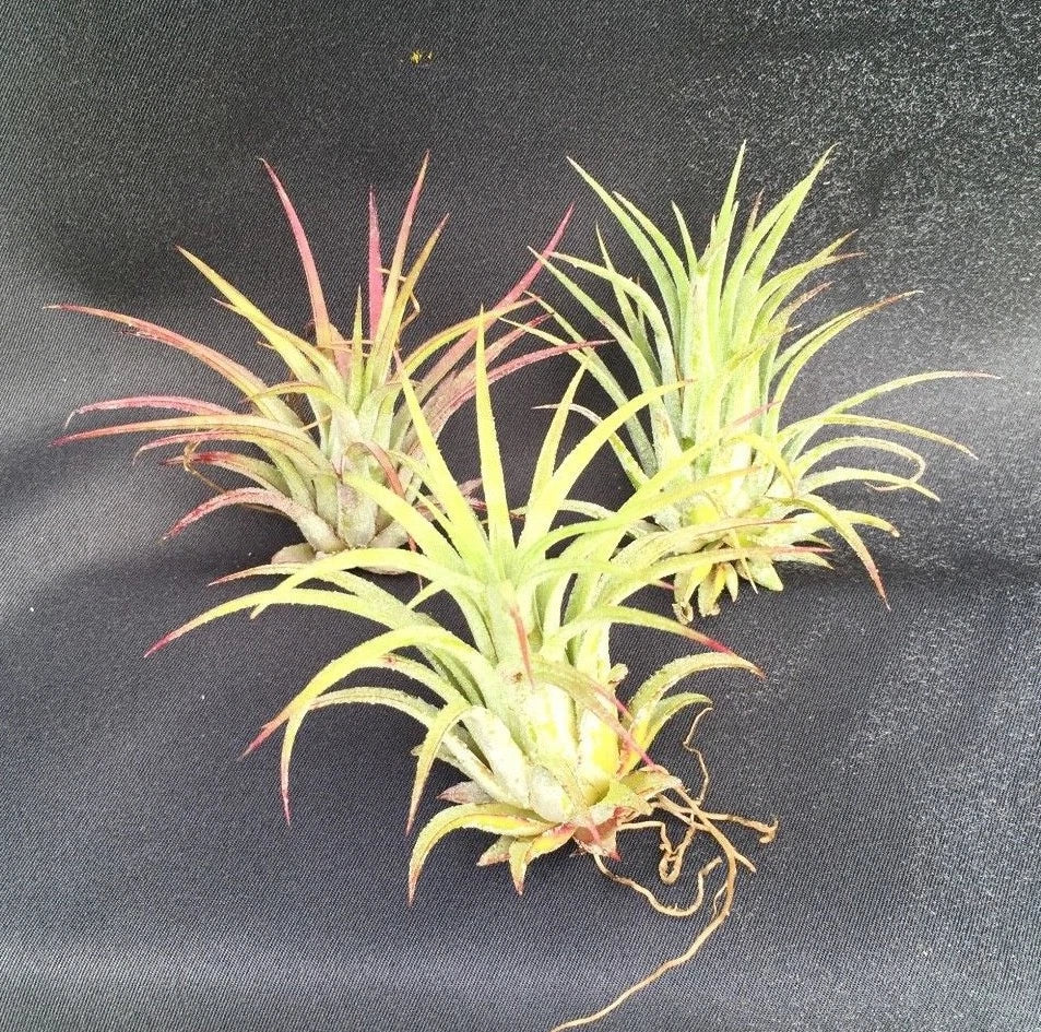 Tillandsia Ionantha Air Plants - Blushing Bride Bromeliads Set of 3 - Low-Maintenance Indoor Epiphyte Plants
