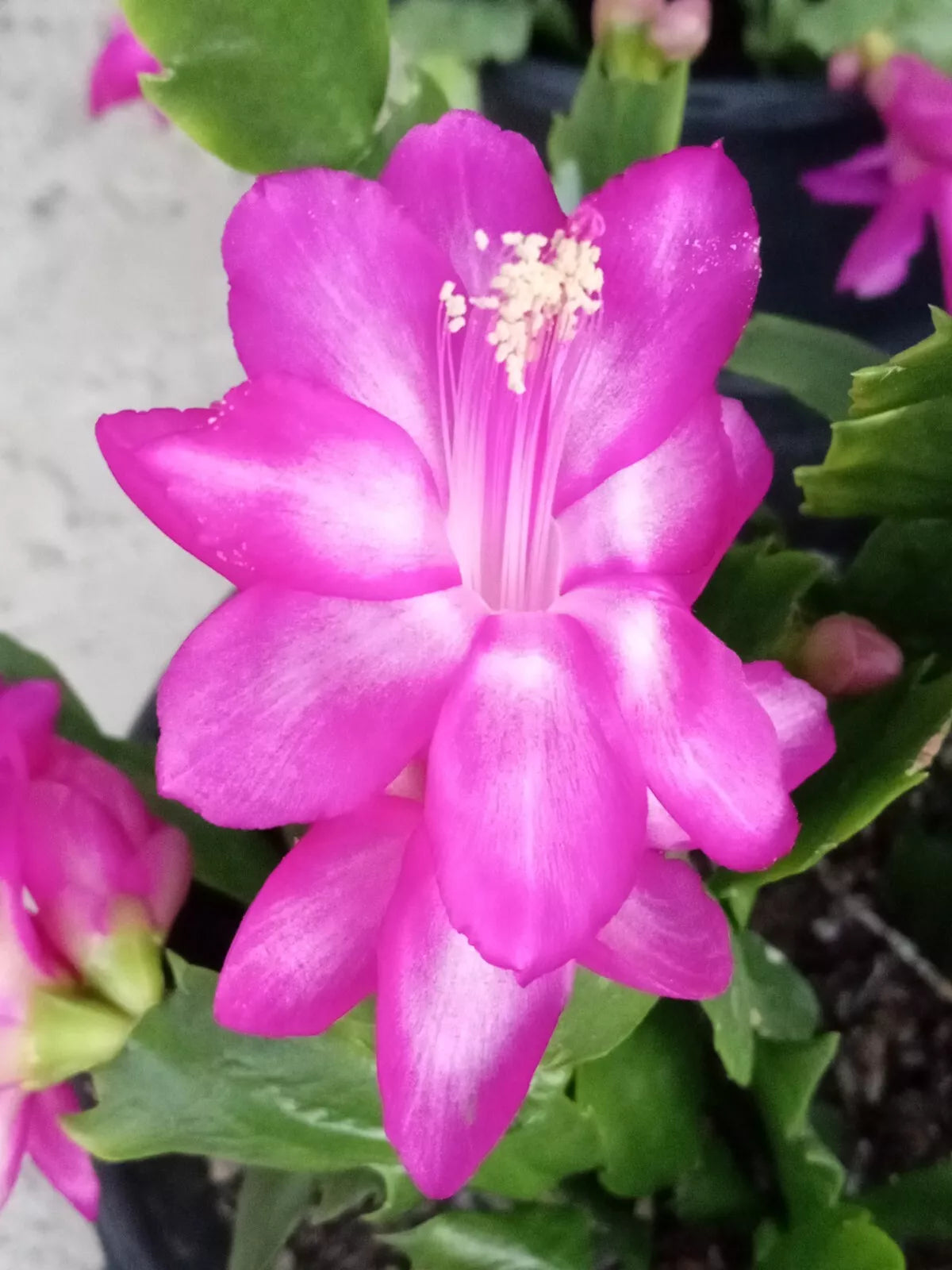 Thanksgiving Holiday Cactus 5 Pack Magenta Schlumbergera Zygocactus Ready to Plant Indoor Gardening