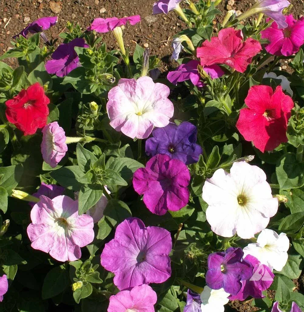 Dwarf Petunia Mix Seeds - Multicolor Compact Petunia x hybrida for Containers & Gardens