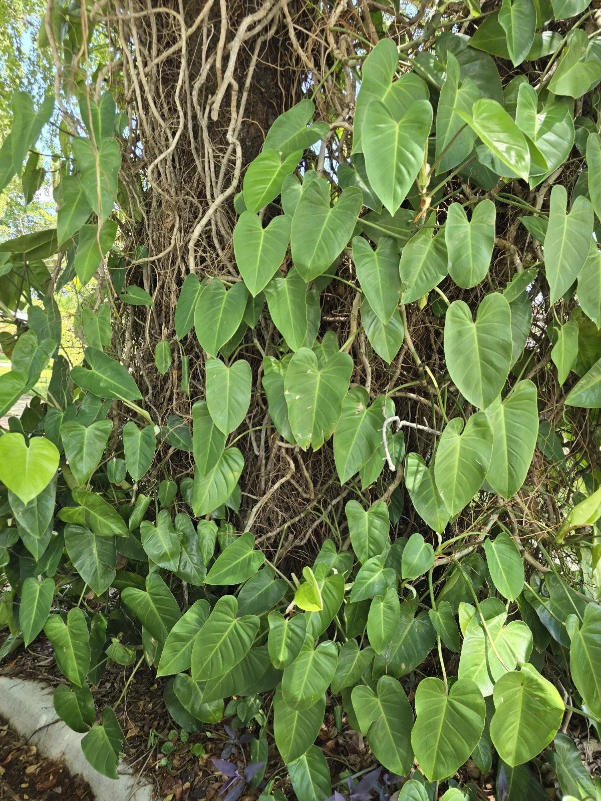 Blushing Philodendron Vine Cutting 10-12" with Roots - Easy to Grow Indoor Plant