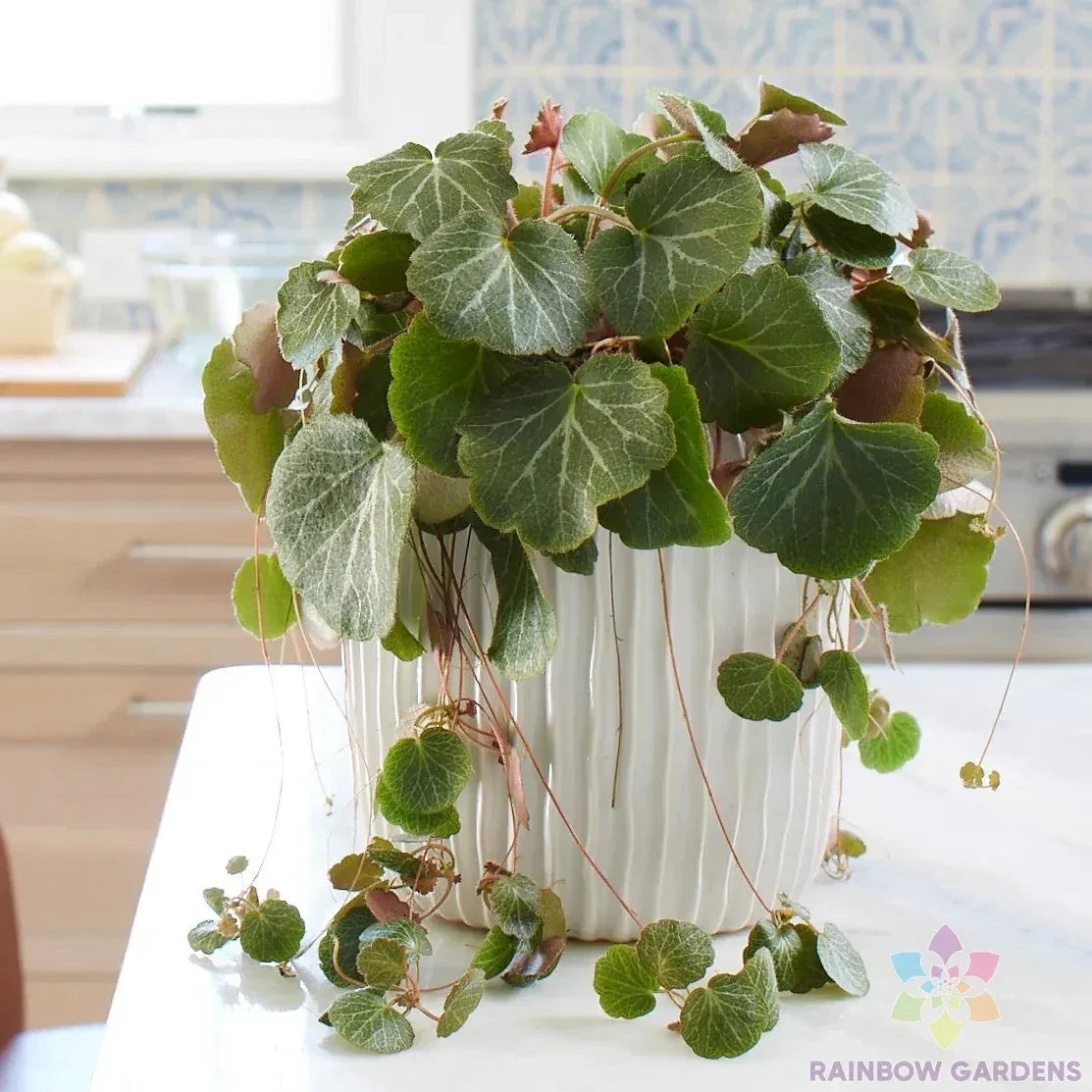 Strawberry Begonia Seeds - 25 Pack, Saxifraga stolonifera, Perennial Ground Cover, Garden Planting, Free Shipping USA
