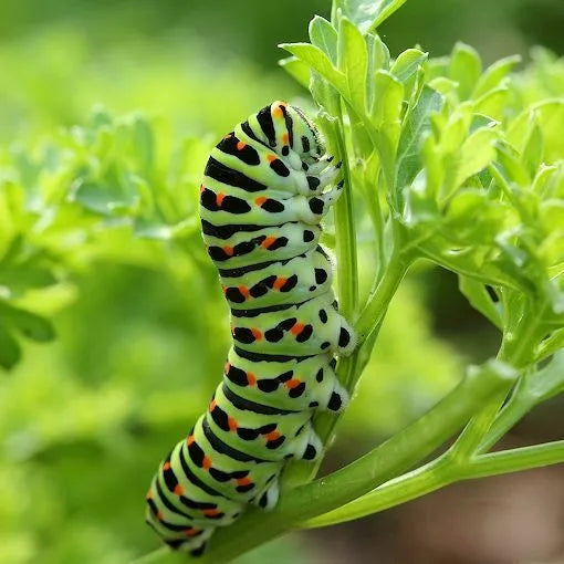 Curled Parsley Seeds 500 Count Non-GMO Herb Petroselinum crispum for Culinary Use & Butterfly Gardening