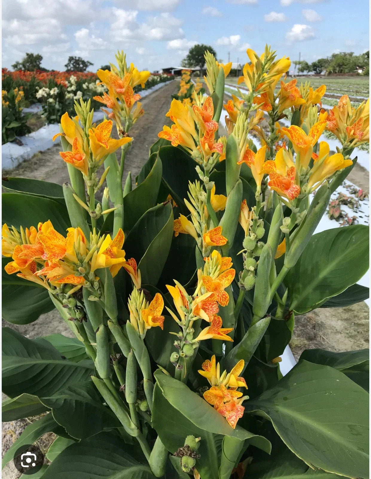 Canna Lily Starter Plant - Small Rooted Tenerife Variety - Canna indica Perennial for Garden or Container