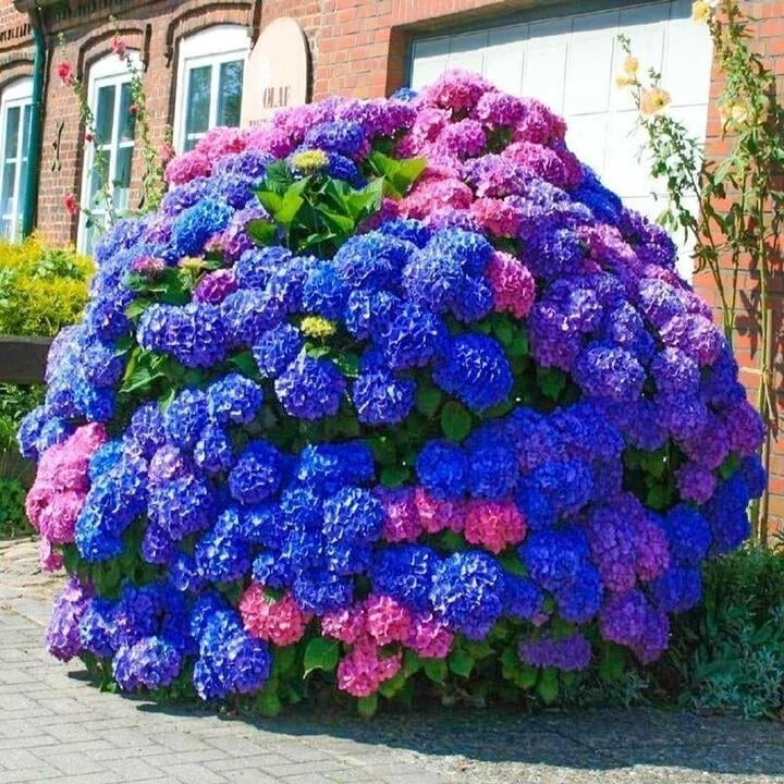 Hydrangea Seeds 500pcs - Blue Pink Purple Perennial Garden Flowers - Hydrangea macrophylla Seed Packet