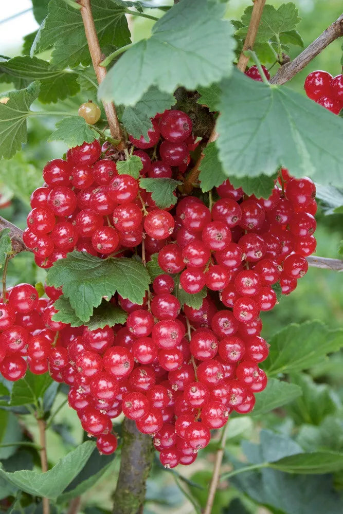 Red Currant Live Starter Plant – Ribes rubrum – Fruit Shrub, 12+ Inches Tall