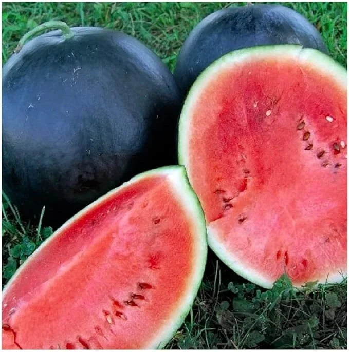 Black Diamond Watermelon Seeds - Non-GMO, Large Fruit, Citrullus lanatus, Summer Garden, Heirloom, Free Shipping