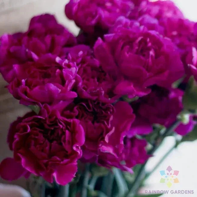 Fuchsia Love Carnation Seeds - 200+ Dianthus caryophyllus Garden Seeds for Flowers, Borders & Containers