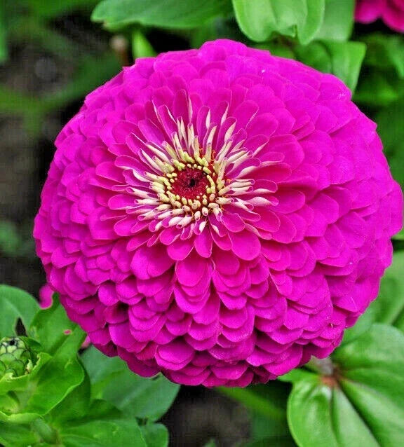 Zinnia Seeds - 300+ Lavender Annuals for Summer Garden, Cut Flowers, Zinnia elegans