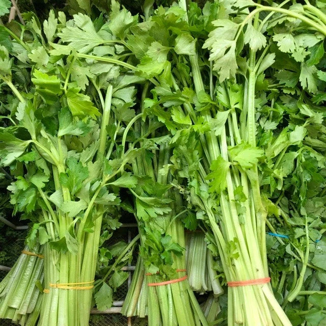 Chinese Celery Seeds - 400 Non-GMO Heirloom Seeds for Container Growing - Apium graveolens var. secalinum - Light Green