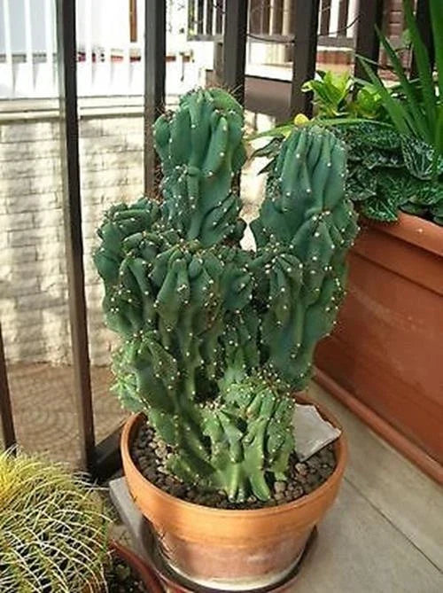 Cereus Peruvianus Monstrose Cactus Seeds - 5 Pack, Unique Twisted Growth, Rare Succulent Seeds for Collectors