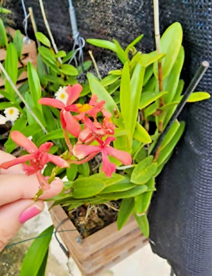 Epidendrum radicans Pink Orchid Cutting – Full Sun Tropical Houseplant – Vibrant Pink Flowers, Easy Care, Rooted Plant