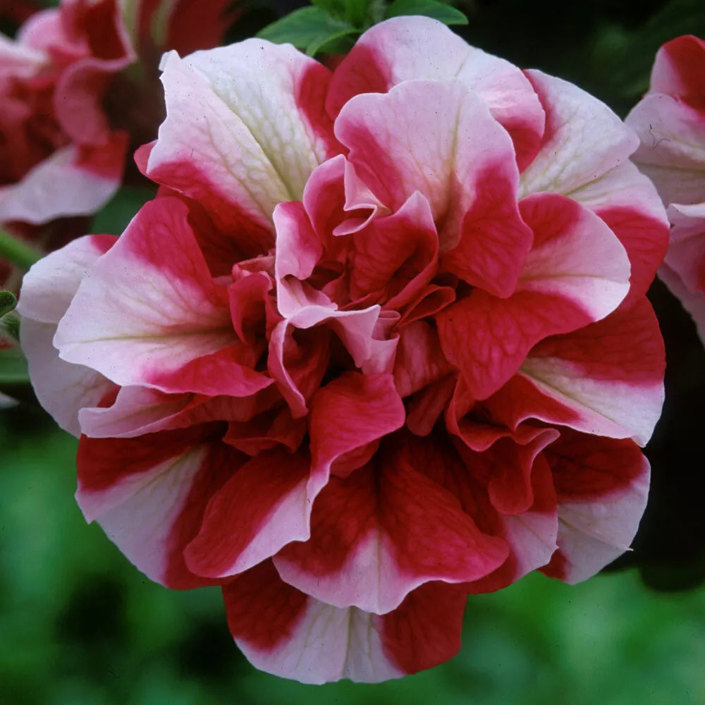 Double Red White Petunia Seeds - 50 Pack for Containers, Hanging Baskets, Window Boxes - Petunia × atkinsiana